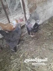  2 جاجه كوبرا راقده