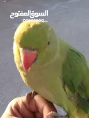  1 ببغاء الدرة الهندي