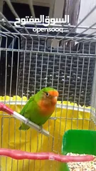  5 حبه روز للبيع   او للبدل