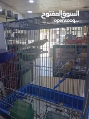  2 جوز كناري منتجات جزري و اصفر