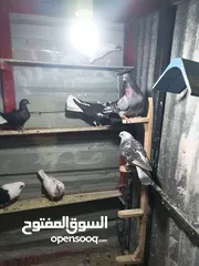  4 حمام بيع مستعجل للبيع