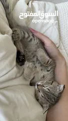  3 Super cute, playful scottish fold, 2 months old kitten