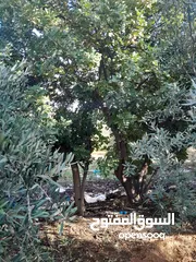  6 شجر للبيع  زينه نخيل وزيتون و خروب