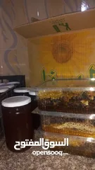  1 عسل طبيعي جدا 100%