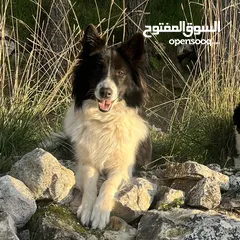  12 لاول مرة في الوطن العربي اذكى كلب في العالم
