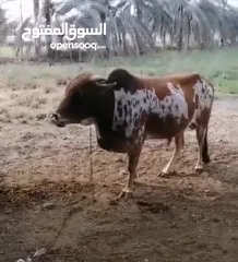  1 ثور محلي...