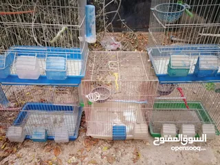  25 قفص ببغاء كبير يتسع لأكثر من طير مستعمل نظيف