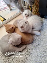  2 kittens for sale 60 days old    Scottish.