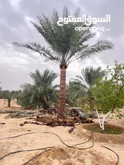  19 Date Palm Trees