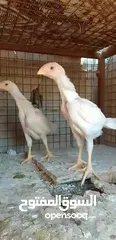  11 صيصان وديوك باكستاني