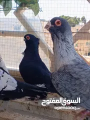  23 تشكيلة حمام مع جوز انجليزيات صفر نخب