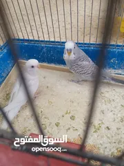  1 طيور حب مشكلات
