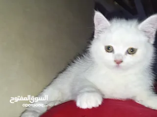  7 قطة كتنز  بيبي قط  كتن  و قطه سيامي شوكلت   بسعر رمزي  شبه تبني للتبني متعوده لتربوكس وداري فود