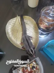  5 شوقر قلايدر  ابوظبي Sugar glider Abu dhabi