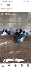  7 دجاج وبيض جميع الانواع
