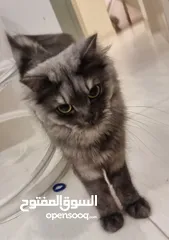  3 قطط للتبني persian cat for Adobtion
