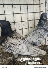 9 حمام نخب الماني جواز وفردات