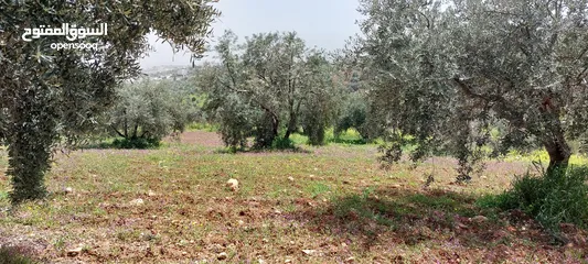  3 ارض لقطه  4 دونمات للبيع تبعد عن فندق غصن الزيتون 1 كم