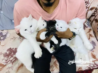  4 playful  Cat