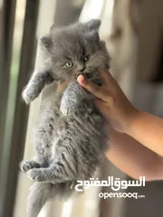  6 قطط للبيع عمرهم شهر و نص الام هملايا و الاب بريتش