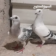  7 حمام للبيع جواج الجوز 10