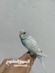  3 فرخ حب للبيع