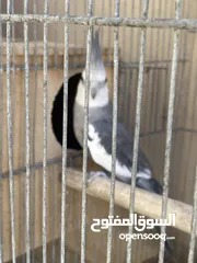  3 فحل كوكتيل وايت فيس