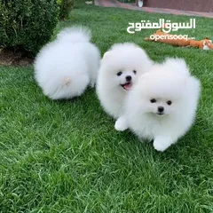  2 Pomeranian Puppies for sale