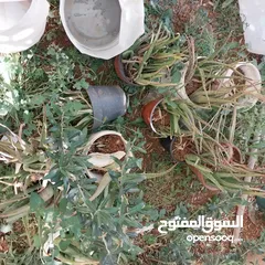  3 شجرة نخيل وعدد من أشتال صبار الألوفيرا خريبة السوق الجويدة الكيبو