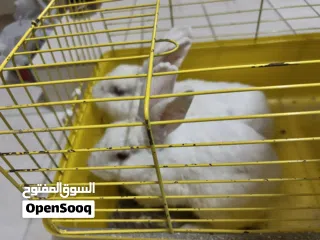  1 ارانب جاهزه