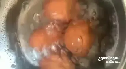  6 غلاية بيض مركة نوال