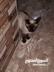  6 قط هملايا .. انثى