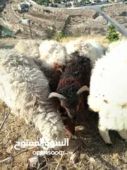  5 خرفان للبيع