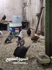  4 حمام متنوع