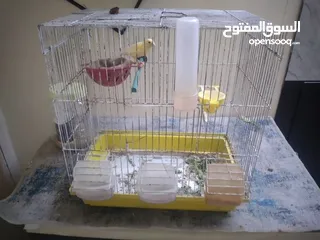  3 كنار طيره شبه جاهزه للبيع مع القفص