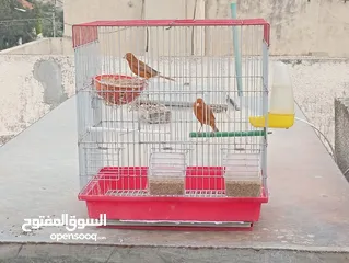  2 جوز كرزي وطيرة بيضا اقرأ الوصف