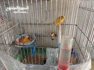  1 كناري للبيع