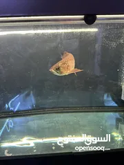  1 اروانا ولخمه بلاك دايمن Arowana & Stingray