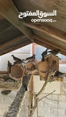  3 طيور الزيبرا دوف للبيع او للبدل