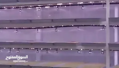  29 استنبات شعير  شعير مستنبت Sprouted   صواني استنبات شعير Barley germination barley