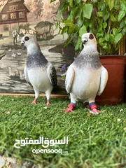  5 متاح جواز البيع