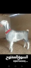 8 بسم الله الرحمن ارحيم معز فل لحم وسن صغير ضحايه