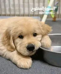  1 جولدن ريتريفر بريطاني أصلي Golden retriever pure