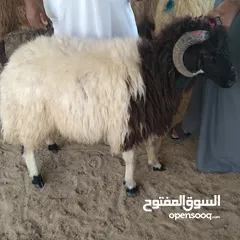  6 قصاب الكويت  زبح وتوصل جميع انواع الذبائح   خروف  عجل  بعير
