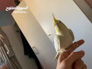  1 كوكتيل لاتينو مع قفصه للبيع