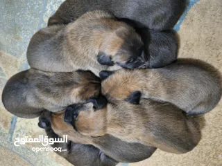  4 جراو مالينوا الأصل  للبيع  عمر عشرين يوم