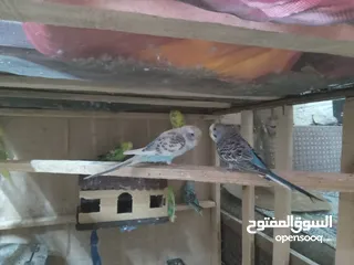  8 طيور الحب نوع البادجي بأحلى الألوان والأصوات