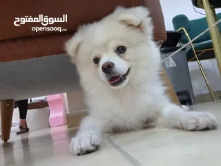  3 بوميرينيان للبيع