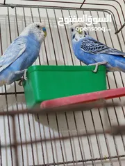  27 متاح ثلاث جواز حب مقفصات منهم جوز تحتو بيض قابلات للبدل على جوز كوكتيل لاتينو