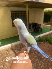  1 ببغاء دره لون مميز جدا تركواز بدايه طوق محجل اليف جدا جدا جدا